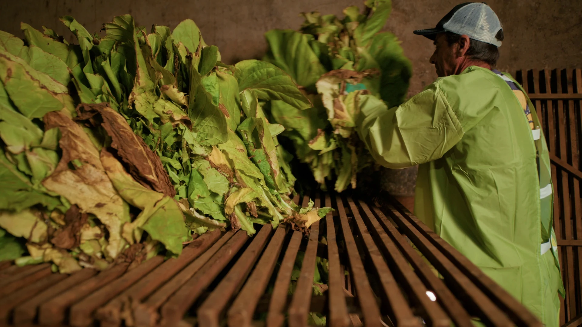 Trabalhador de roupa de proteção verde ajeita maços de folhas de tabaco em uma grade de estufa de cura.
