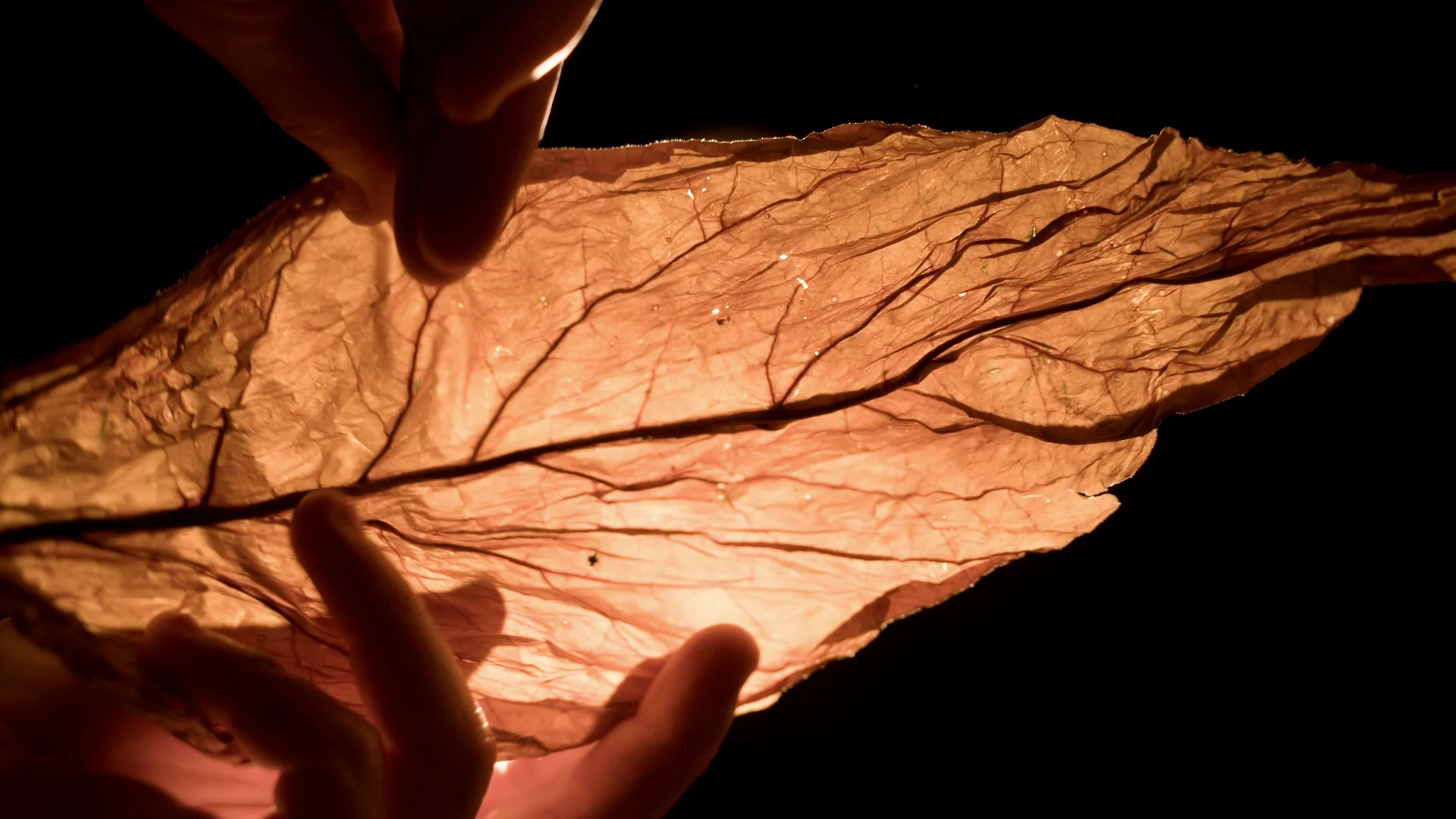 Mãos seguram uma folha de tabaco curada, iluminada por trás contra fundo preto, revelando as nervuras em tom âmbar.