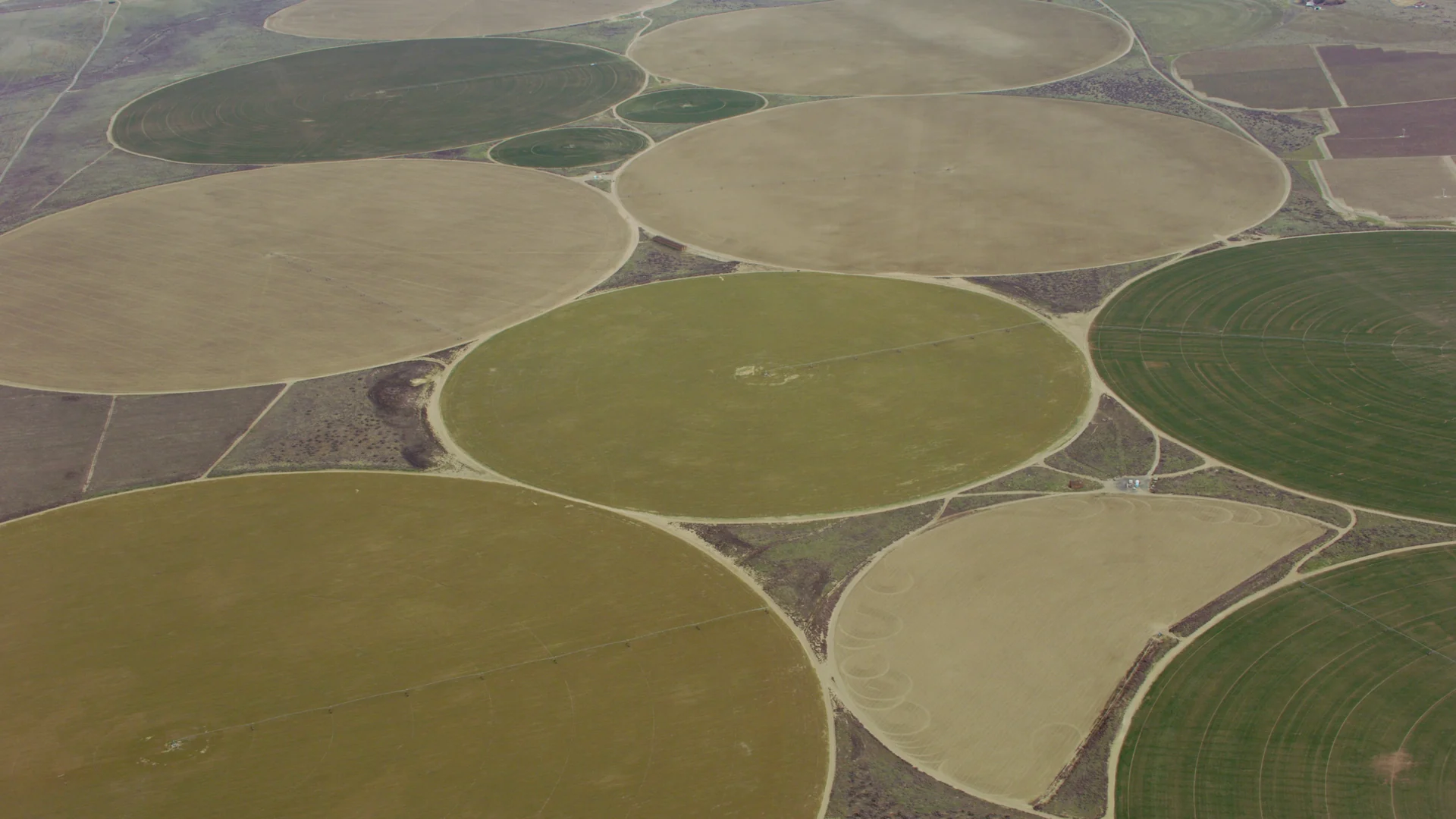 Vista aérea de círculos de plantio irrigado em tons de verde e ocre.