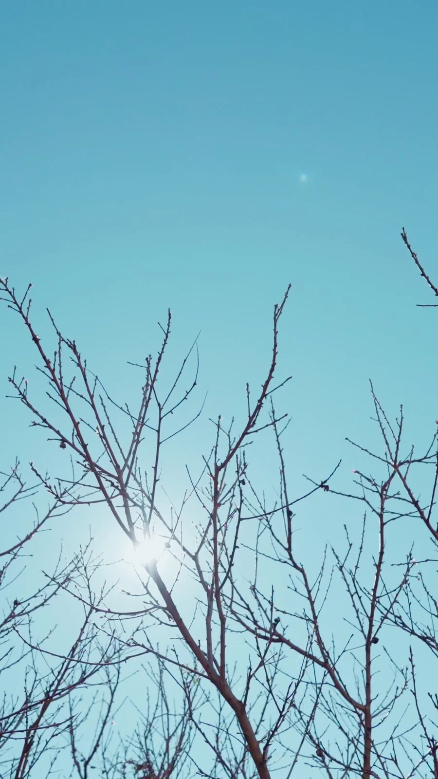 Galhos secos contra o céu azul, com o sol aparecendo entre eles.